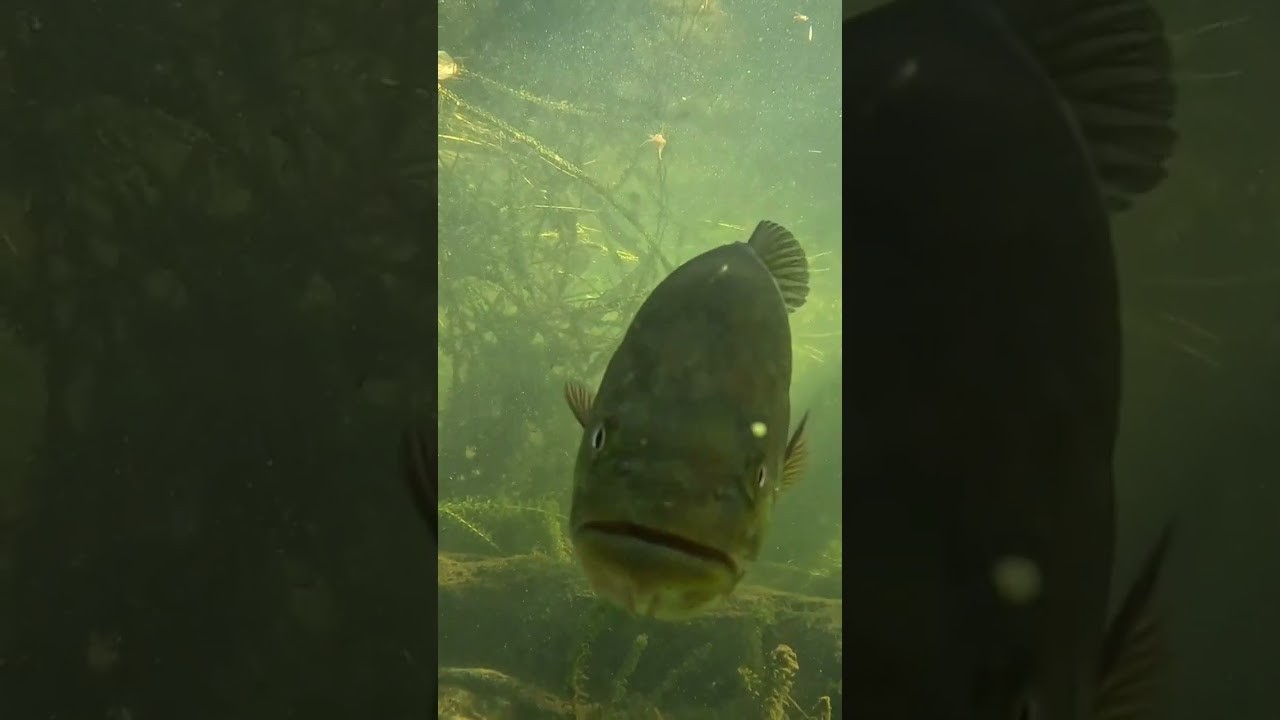 Underwater fish image from the Rising Tides Project Season 4 launch video